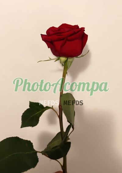 Foto 5 de Agatha Lima, acompanhante em Florianópolis - SC